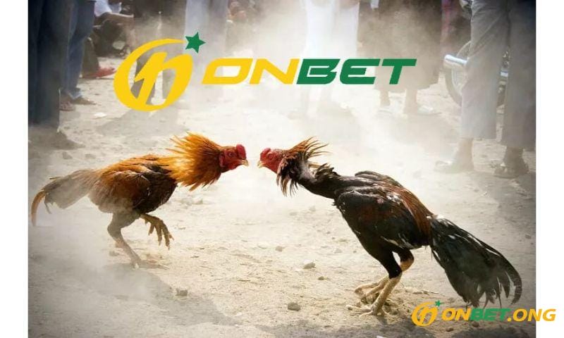 Sảnh đá gà Onbet đẳng cấp.